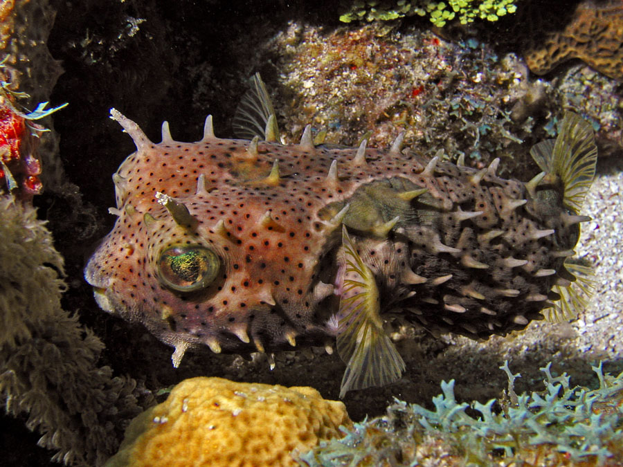Bridled Burrfish