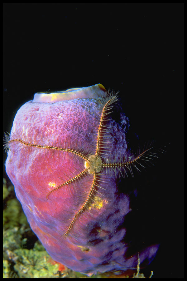 Brittle Star on Sponge