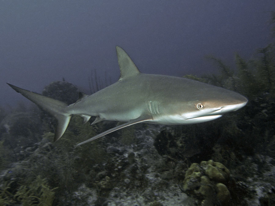 Caribbean Reef Shark