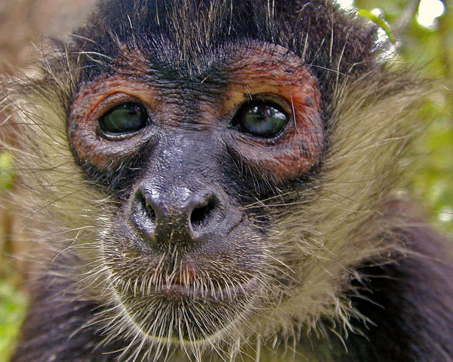 Coco - Spider Monkey