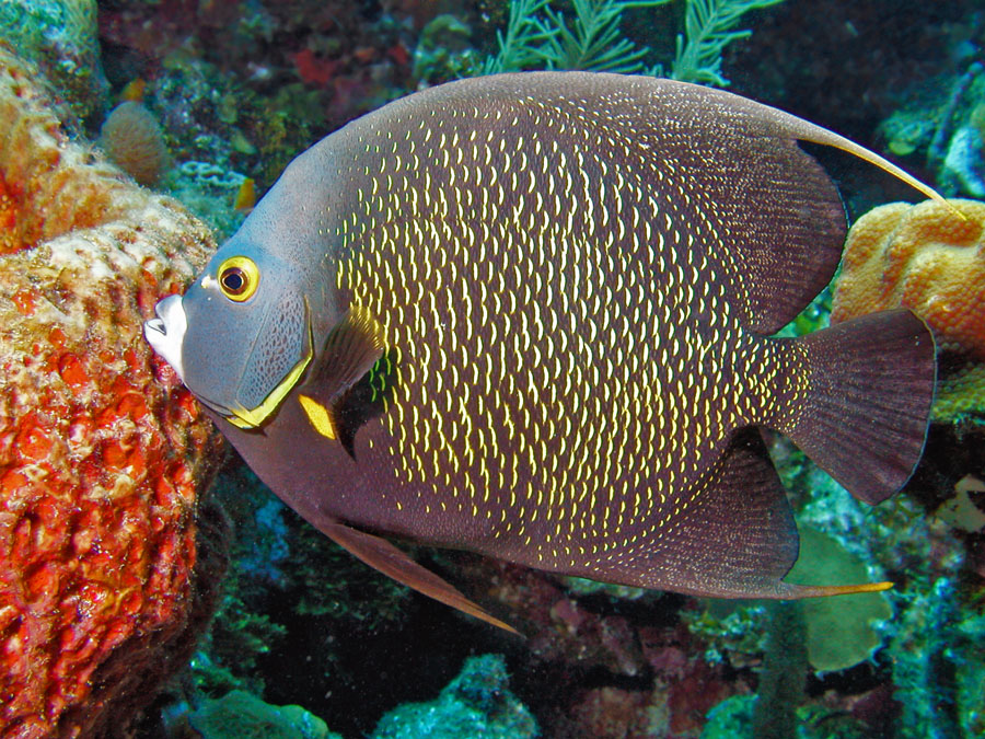 French Angelfish