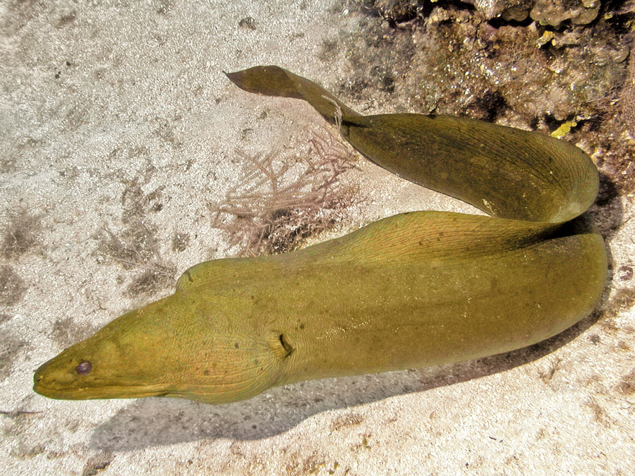 Green Moray