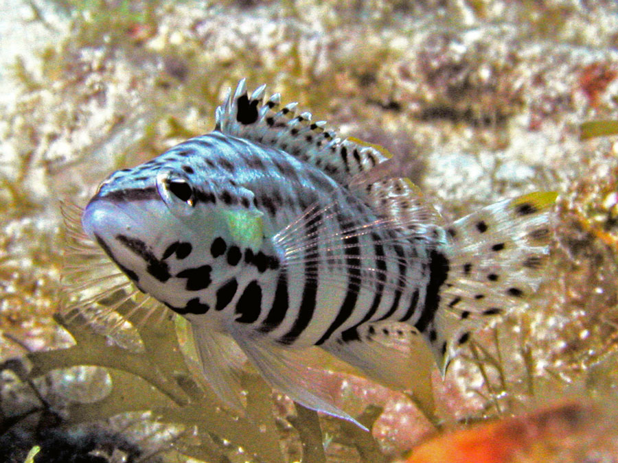 Harlequin Sea Bass