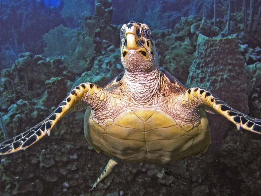 Hawksbill Turtle