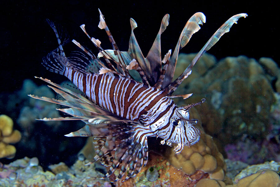 Lionfish