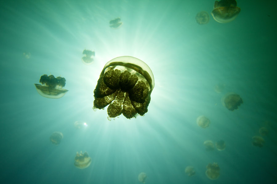 Jellyfish Lake - Palau