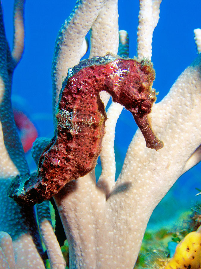 Longsnout Seahorse