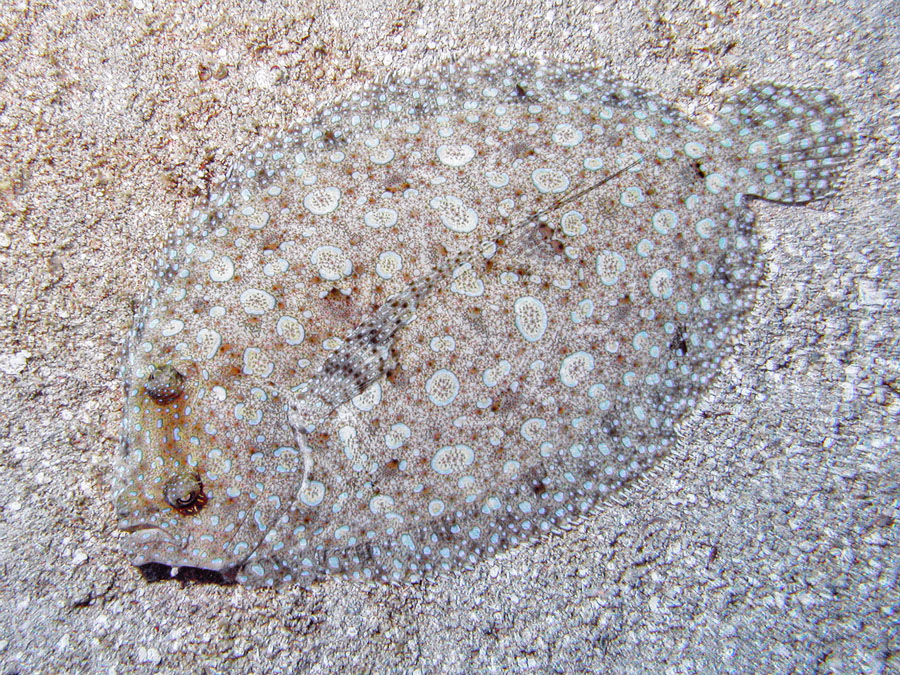 Peacock Flounder