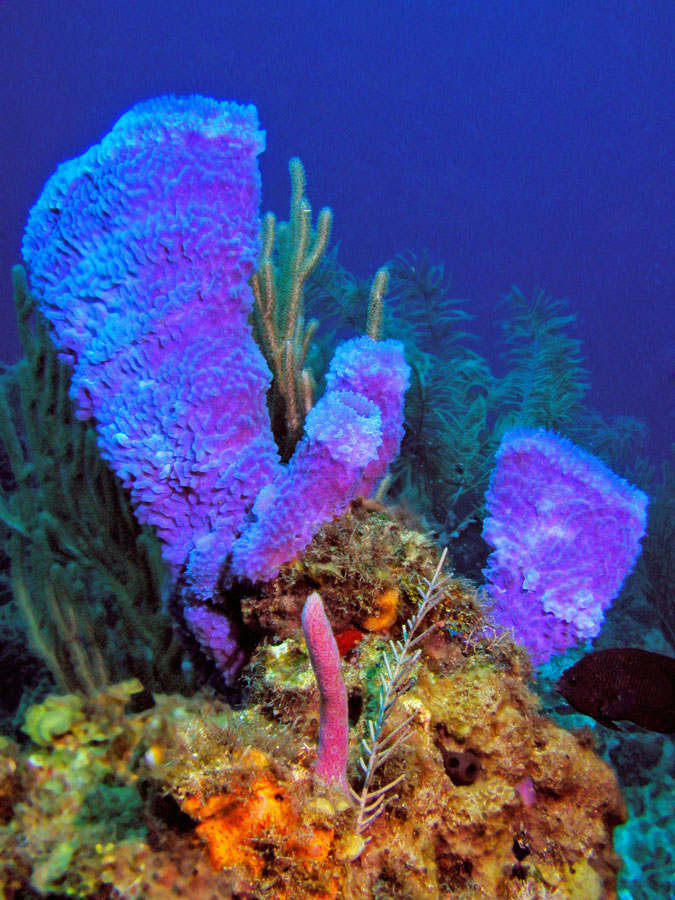 Purple Sponges