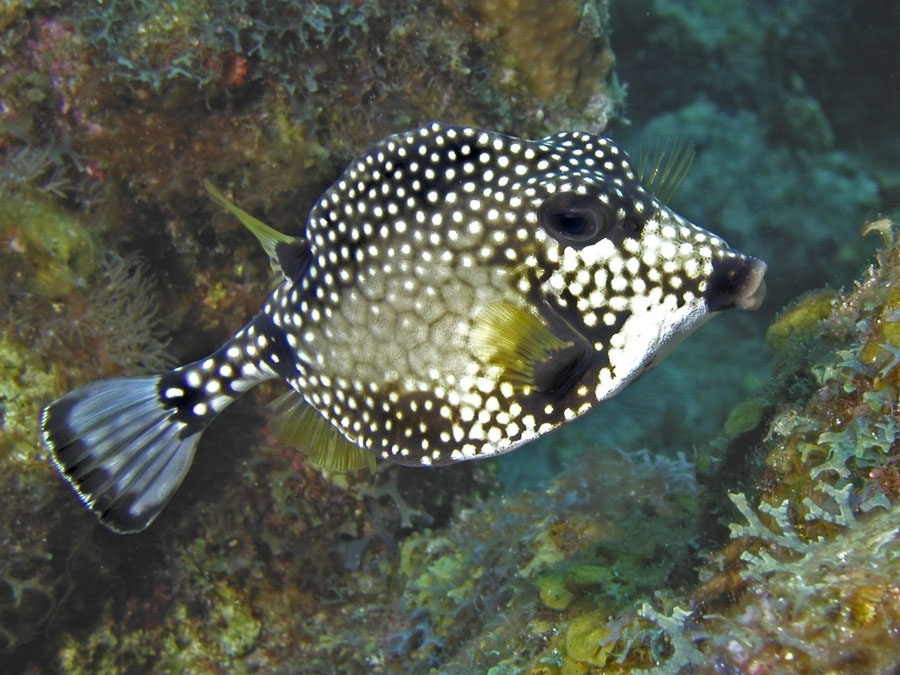 Smooth Trunkfish