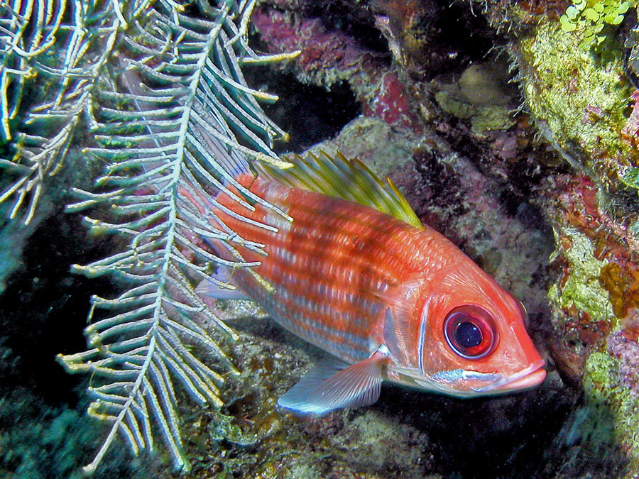Squirrelfish