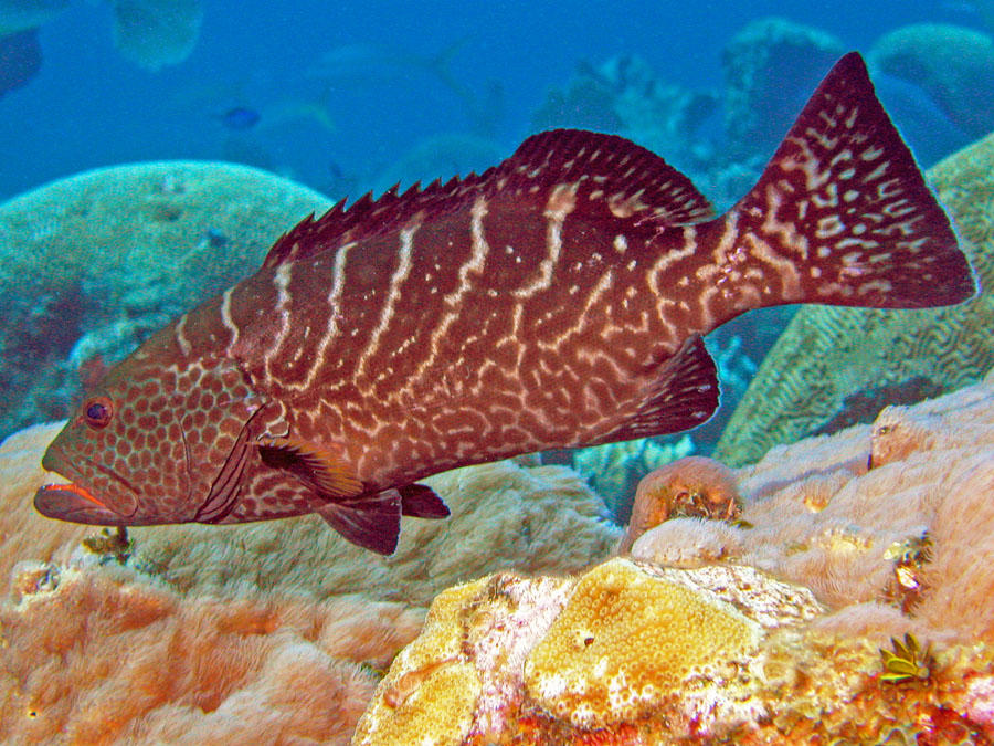 Tiger Grouper