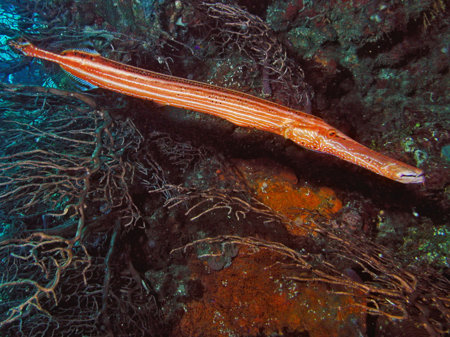 Trumpetfish