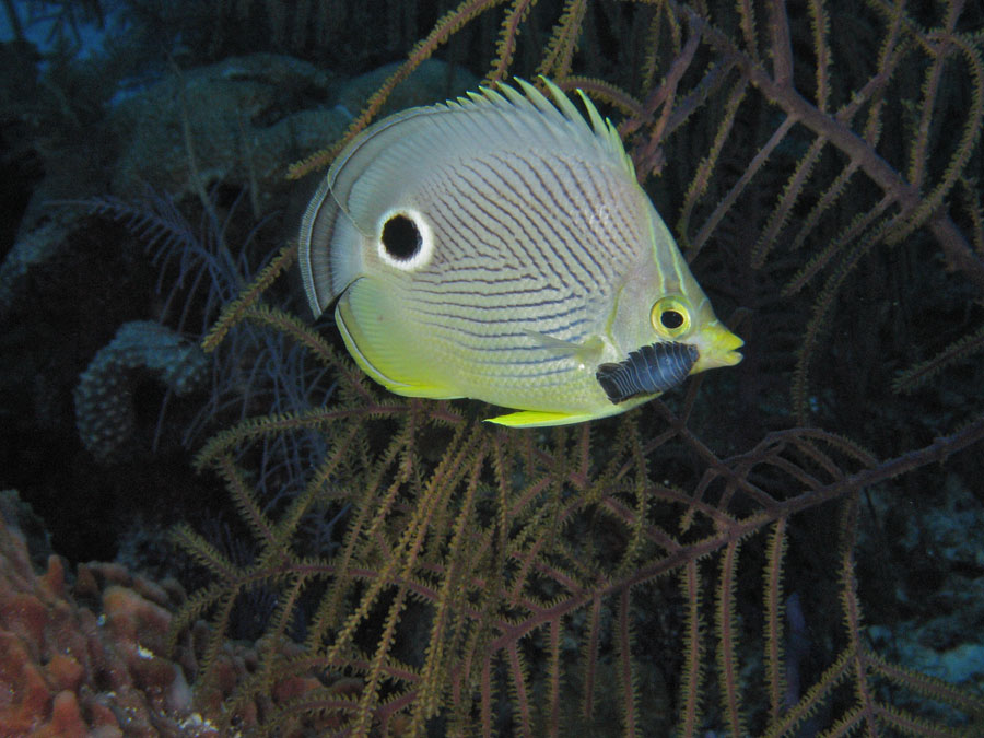 Foureye Butterfly Fish with Chrinoid