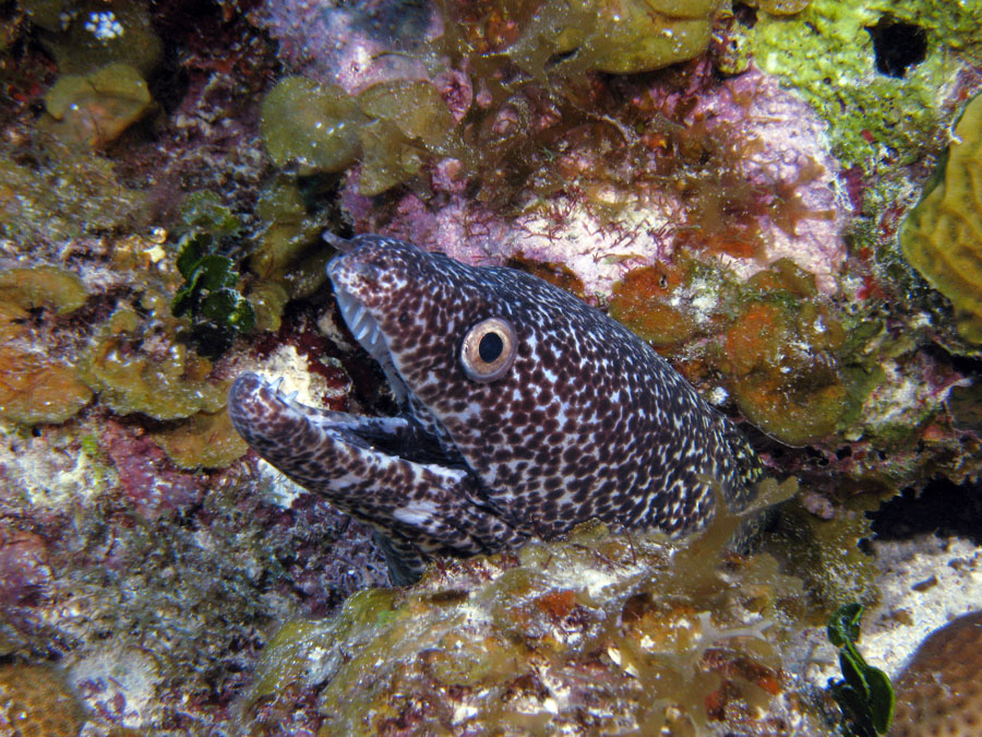 Spitted Moray Eel
