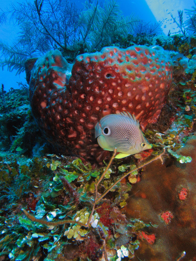 Foureye Butterfly Fish