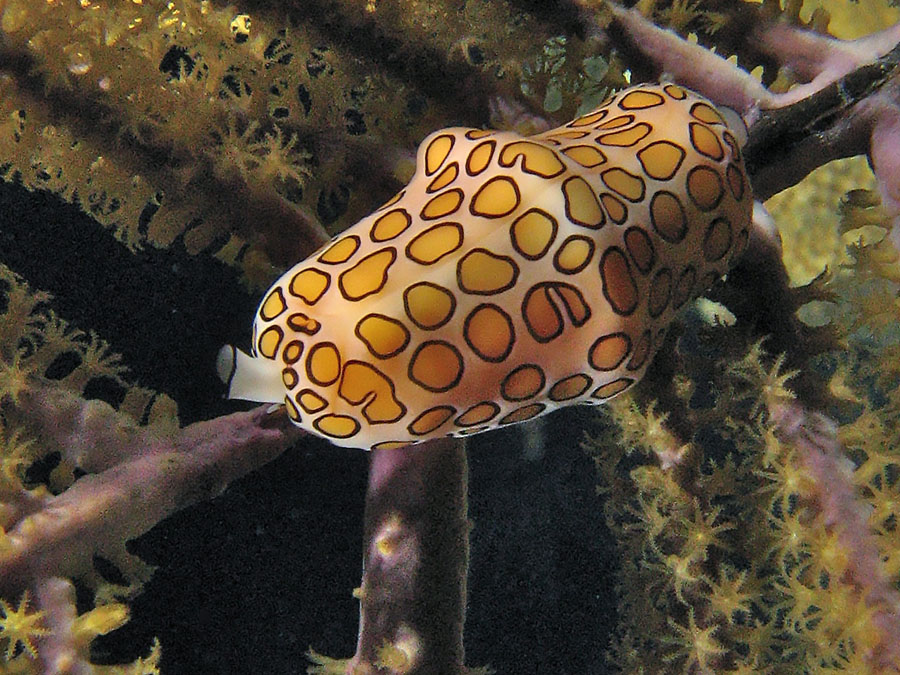 Flamingo Tongue