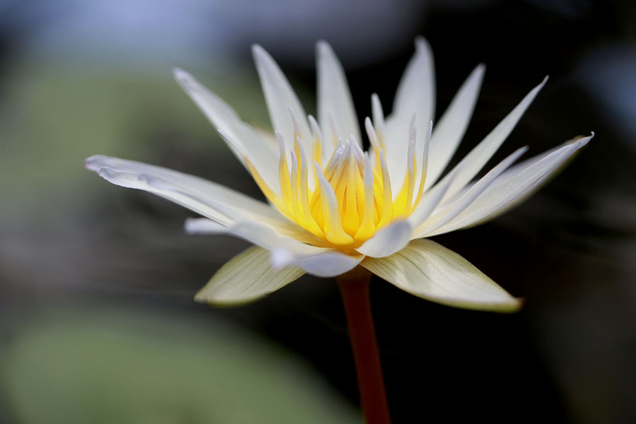 Water Lilly