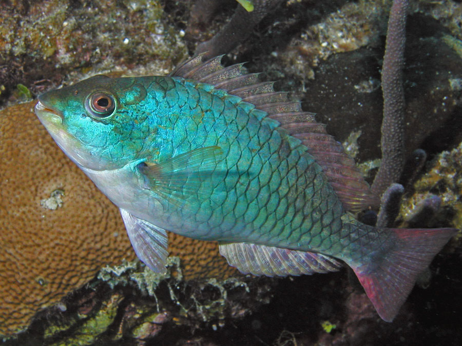 Redband Parrotfish